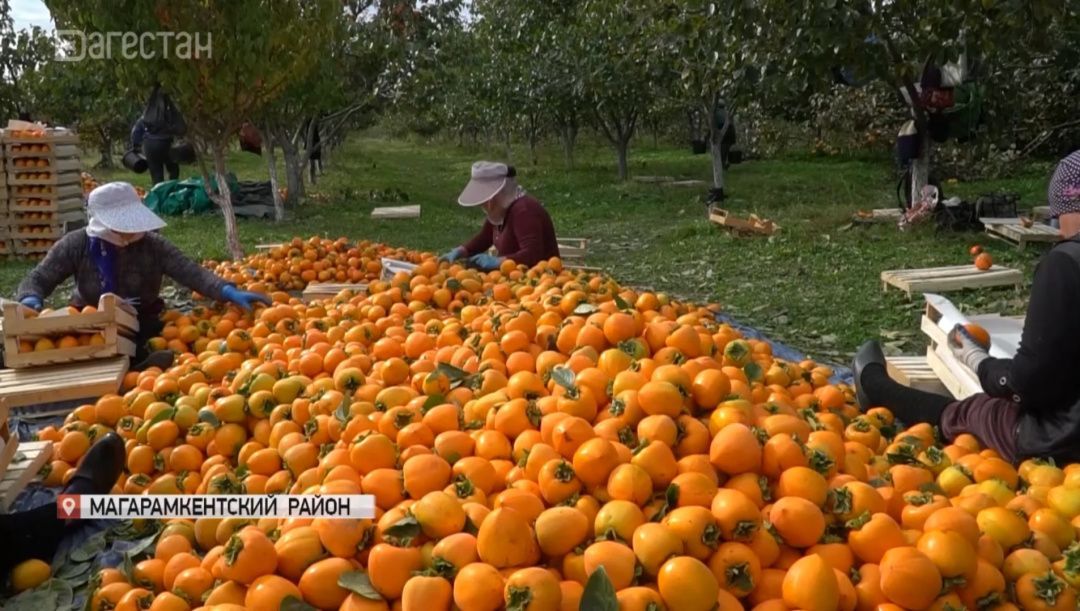 В южном Дагестане началась уборка хурмы