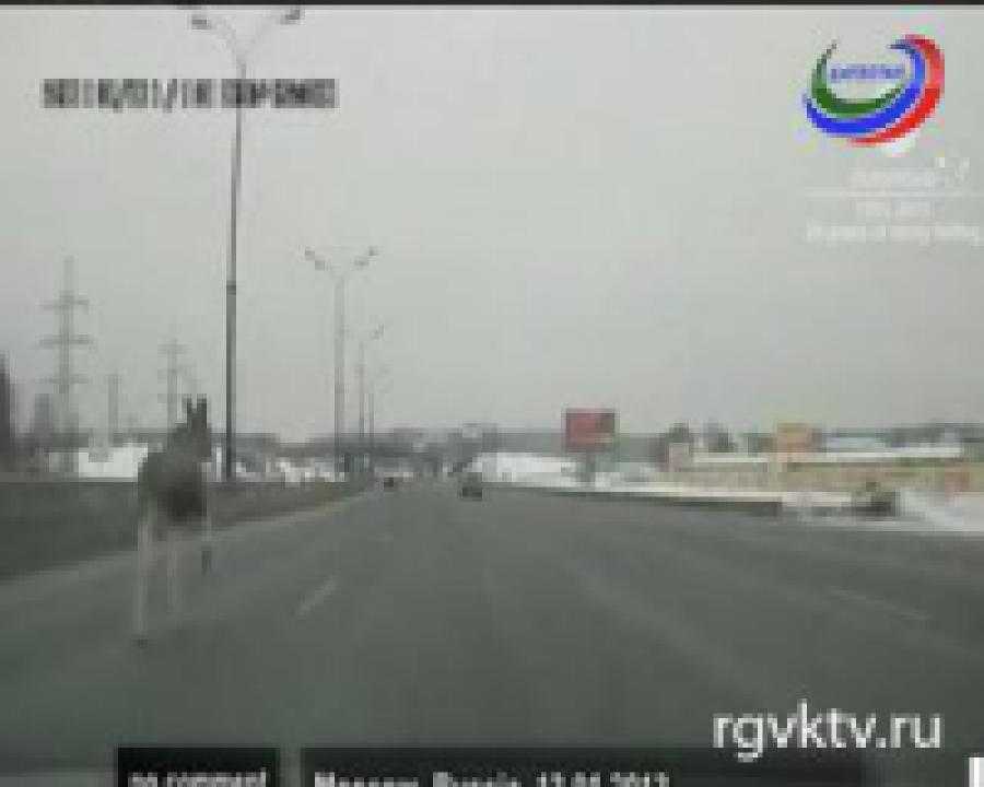 На МКАД выбежал лось 