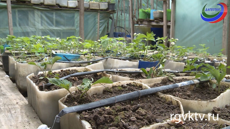 Агросектор