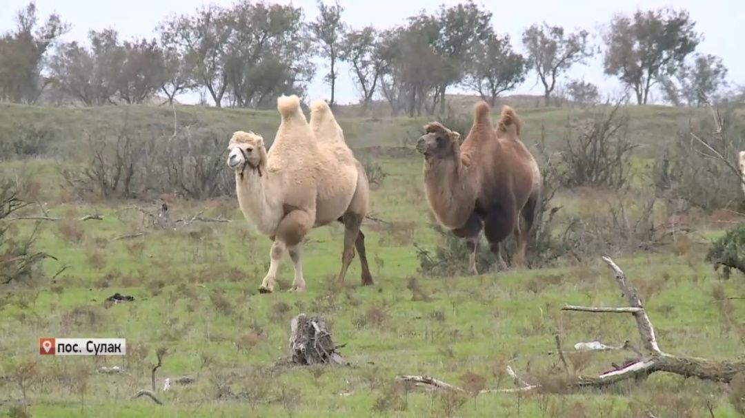 2024 ООН объявила Международным годом верблюдовых