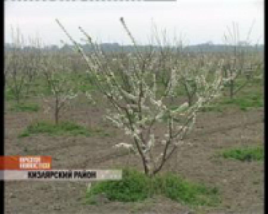 В республике завершаются весенне-полевые работы