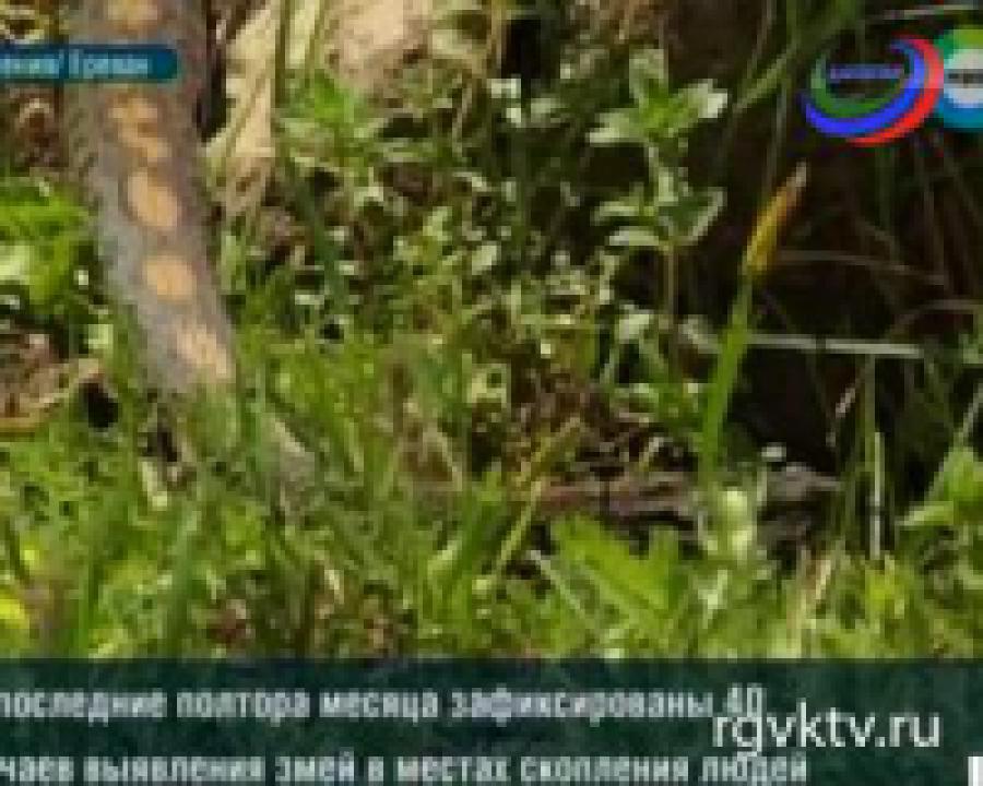 С наступлением жары в Армении участились случаи нападения змей