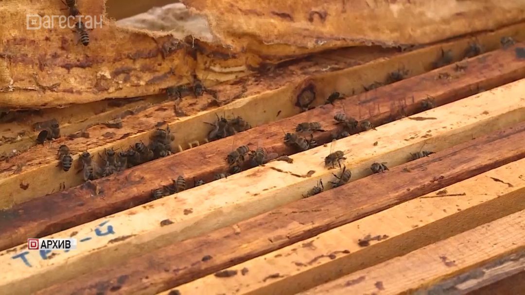 Госдума приняла закон о предупреждении пчеловодов об обработке полей пестицидами 