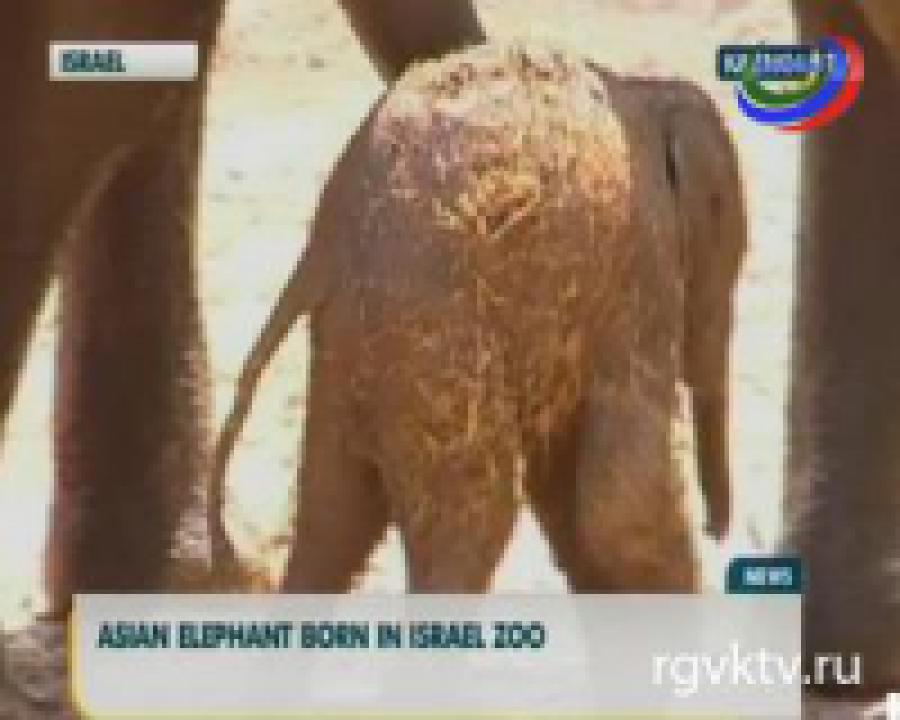 В одном из зоопарков Израиля на свет появился азиатский слоненок