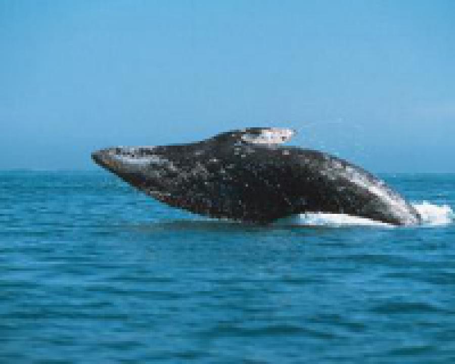 Ученые зафиксировали бэби-бум у серых китов