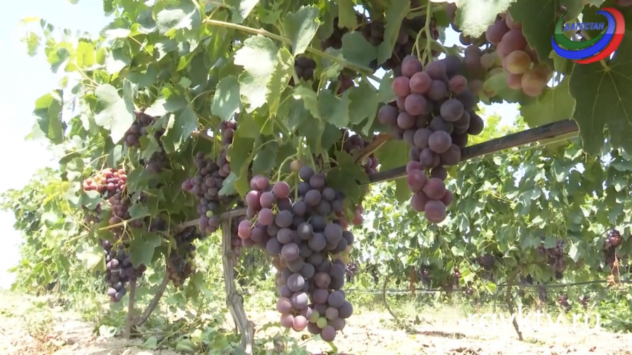 Агросектор